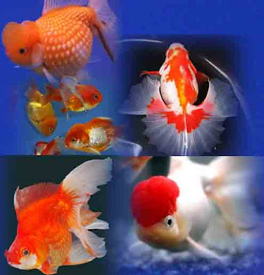 gambar ikan koki