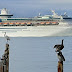 Dozens of Passengers On Royal Caribbean Cruise Fall ill, Company Says