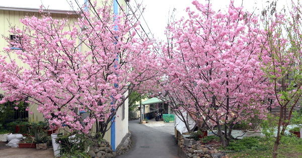 台中沙鹿|沙鹿賞櫻秘境|8棵花開滿滿的粉紅富士櫻隱藏在巷子裡|免費參觀