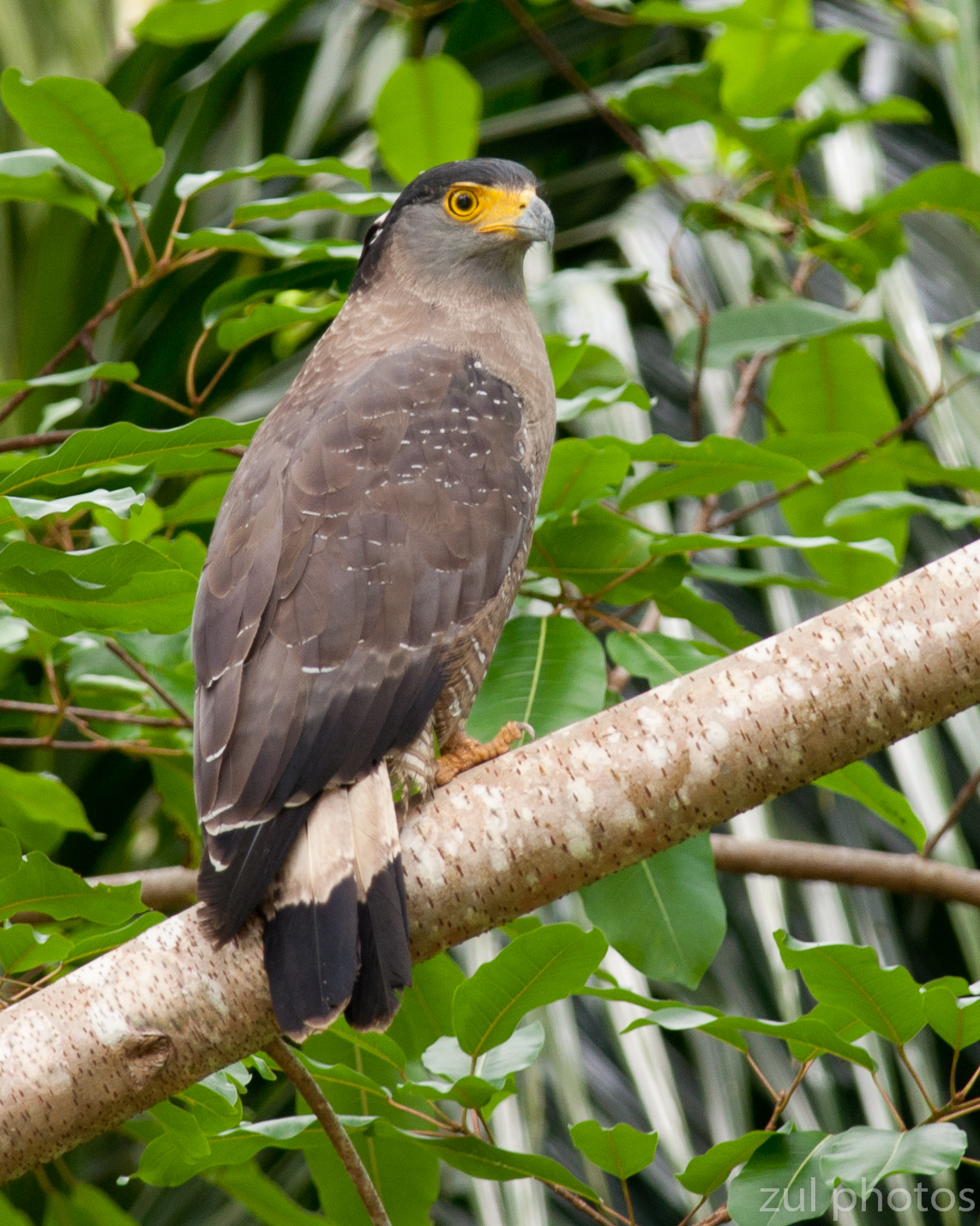 Zul Ya - Birds of Peninsular Malaysia: Burung Helang ( Eagle )