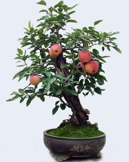 pohon bonsai buah yang menarik dan unik-14