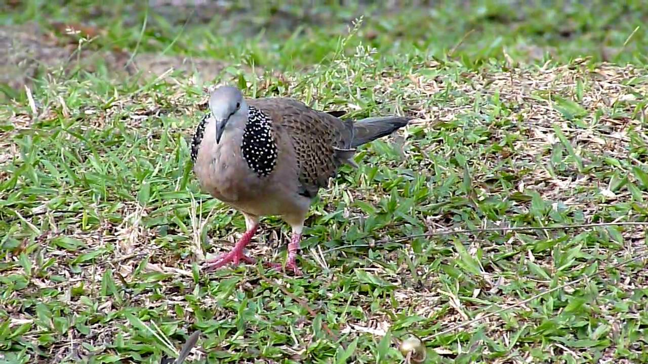 8000+ Gambar Burung Tekukur Gratis 8000+ Gambar Burung Tekukur Gratis