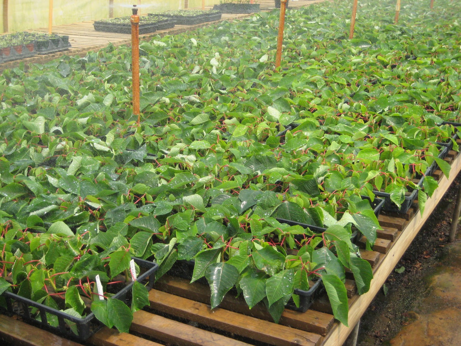 NCSU PDIC Poinsettia Some Common Diseases of the Christmas Flower