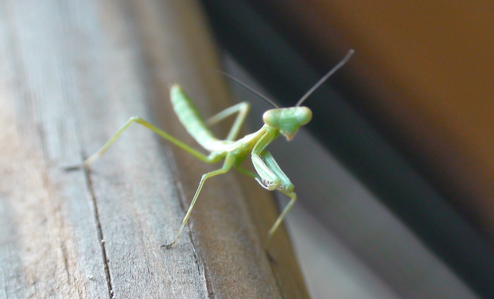 The Blueyedmess Baby Mantis