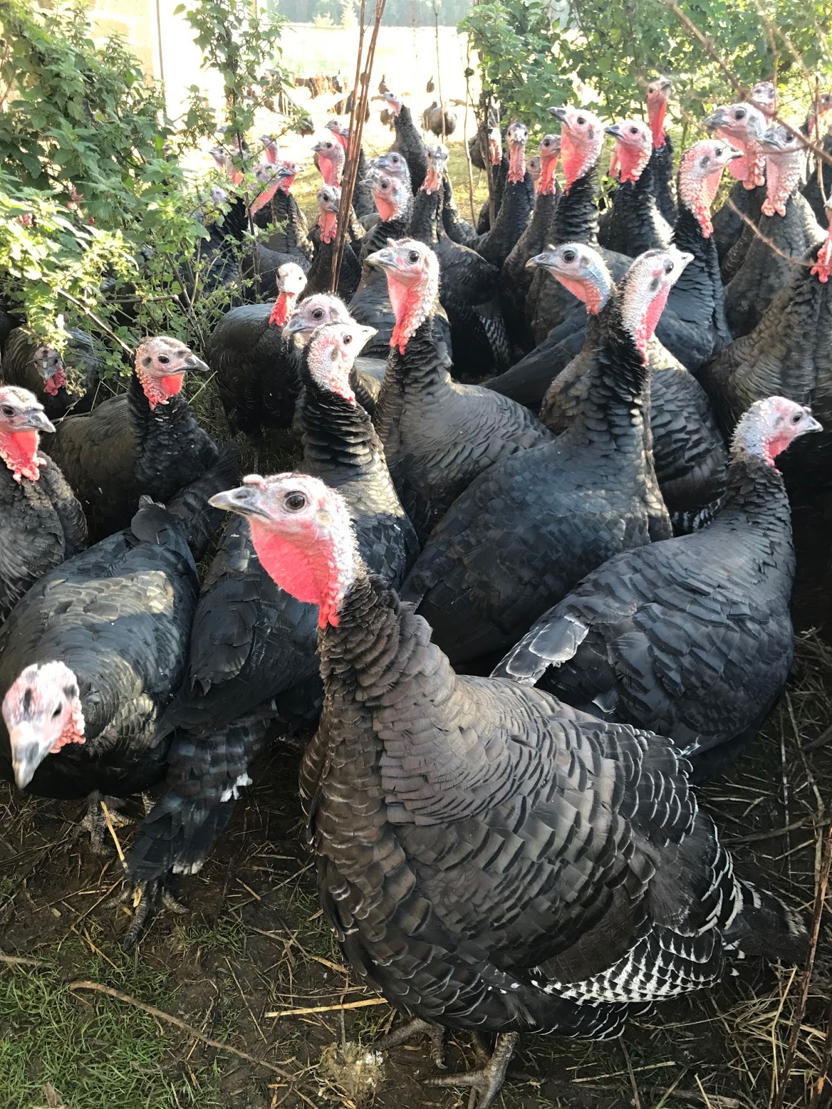 Talking Turkey with Barra Bronzes Foodie Quine Edible Scottish