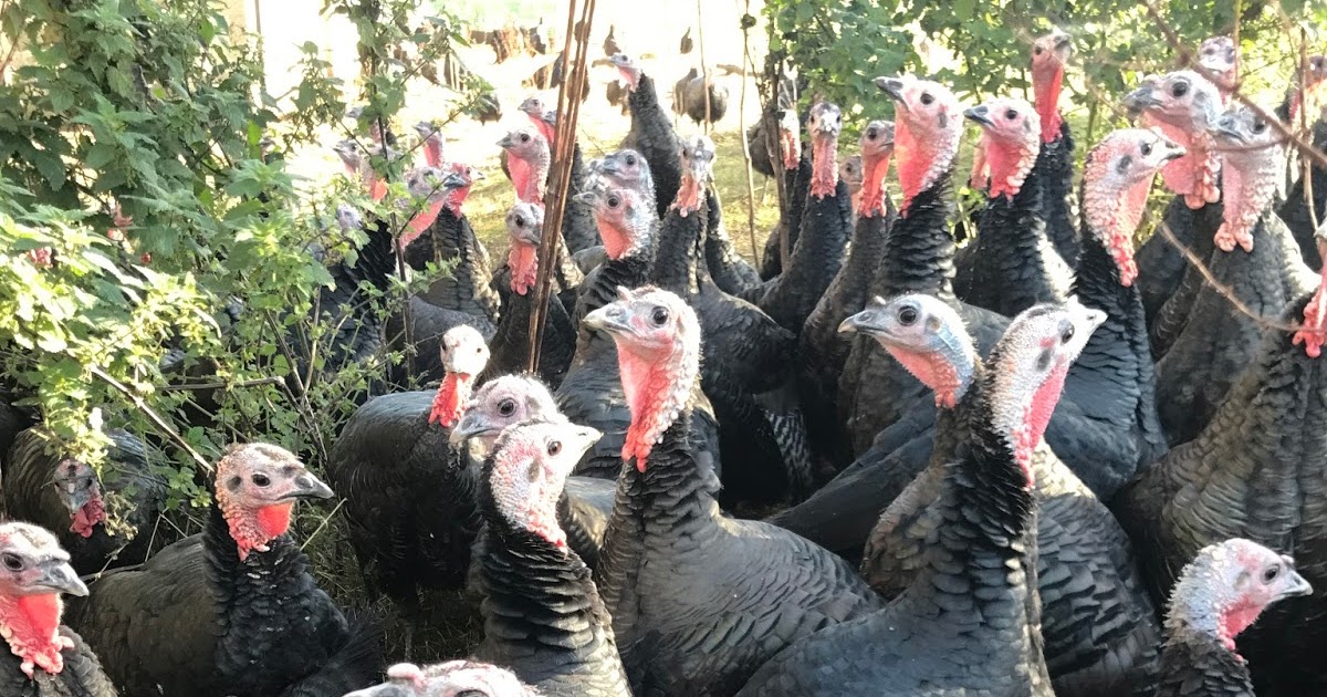 Talking Turkey with Barra Bronzes Foodie Quine Edible Scottish