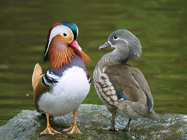 Mandarin Duck Pair