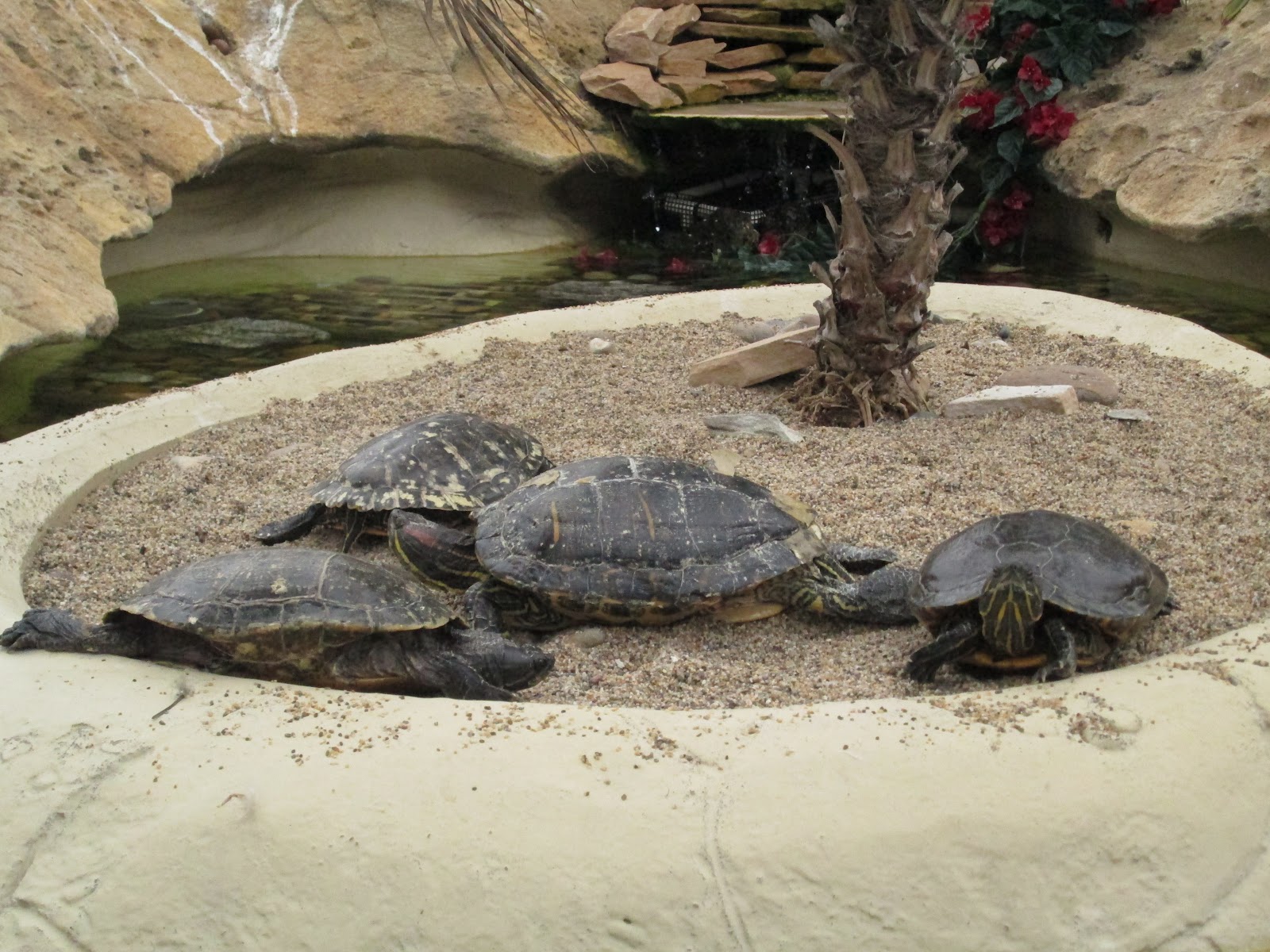 The Unlikely Competitor: San Diego - Sea World