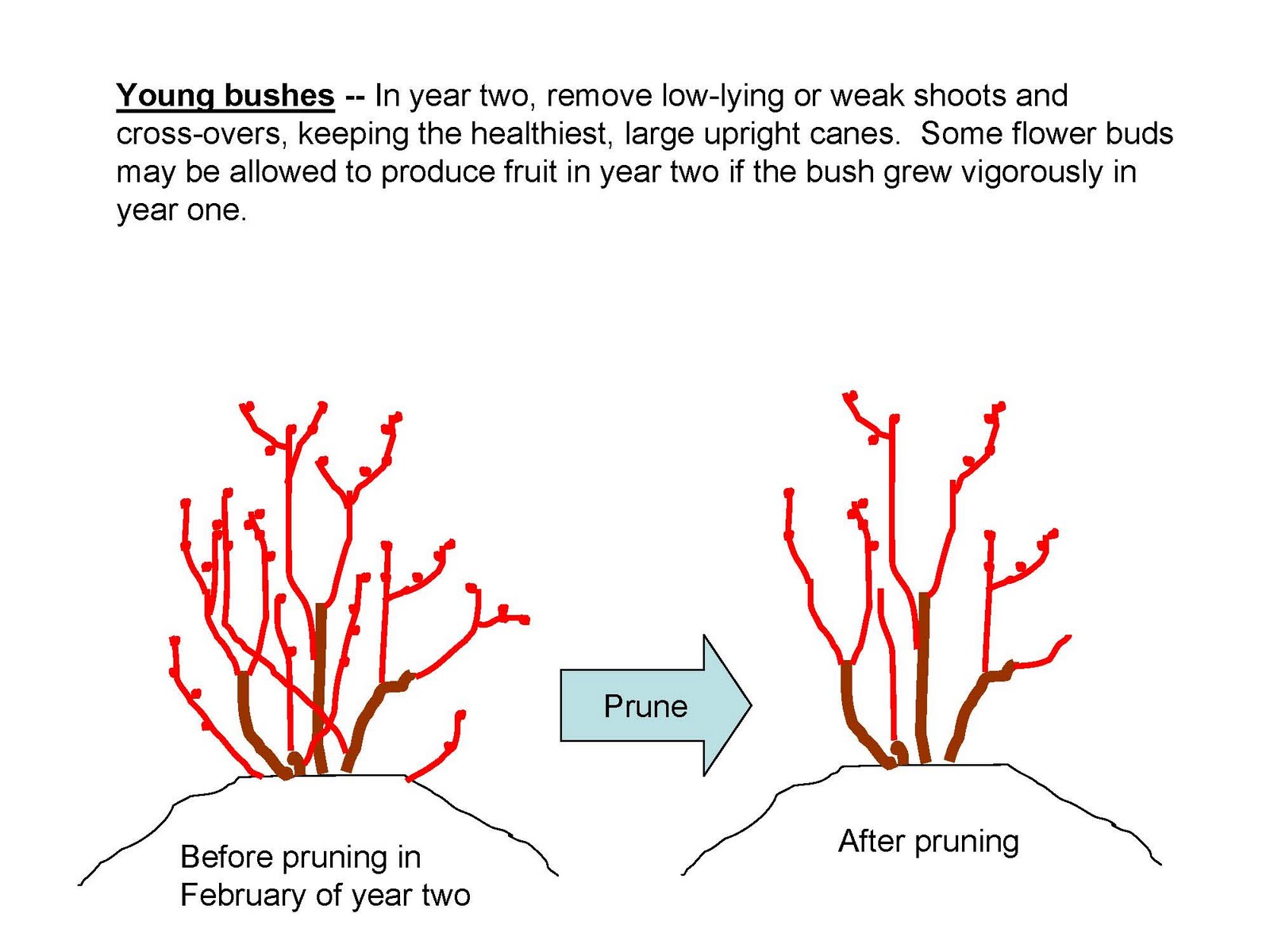 The NC Blueberry Journal: Pruning Young Blueberry Plants