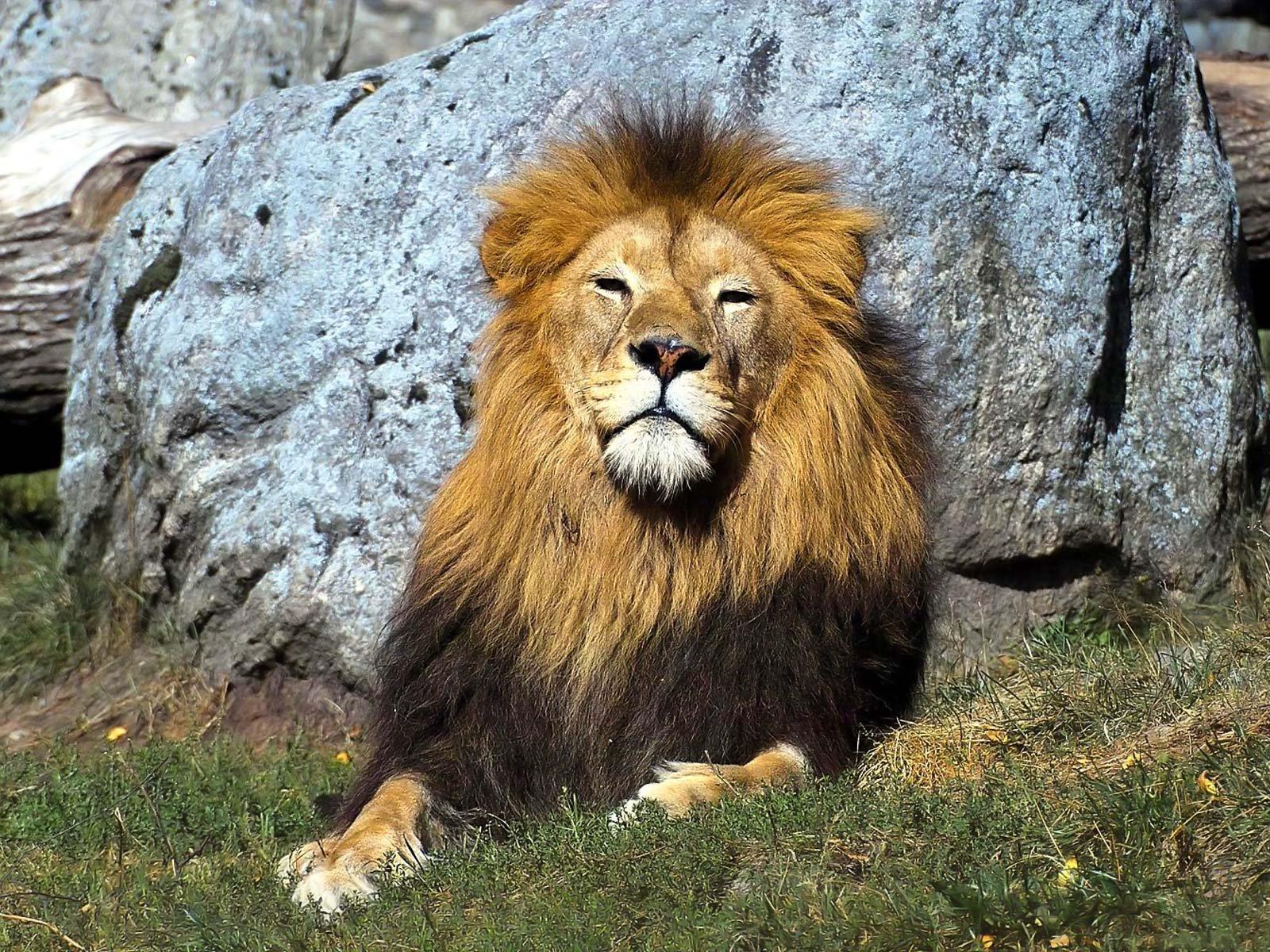 Pictures Of Lion Wallpaper 3d Rock Cafe