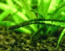 El agua de la pecera se torna verde El agua de la pecera se torna verde