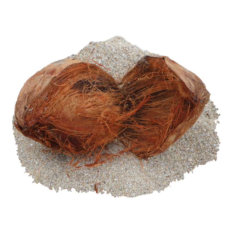 coconuts coconuts