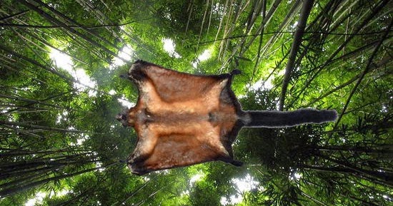 Tupai Biswamoyopterus laoensis