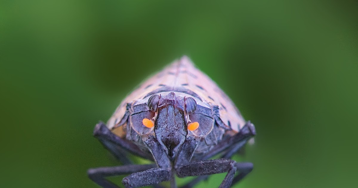 Back in the U.S.A. The Spotted Lantern Fly
