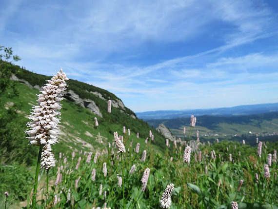 Rdest wężownik (Polygonum bistorta)