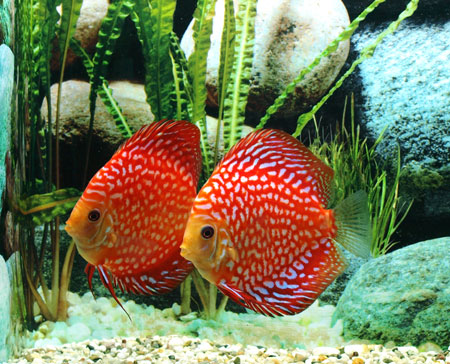 Un Acuario De Peces Disco Para Novatos