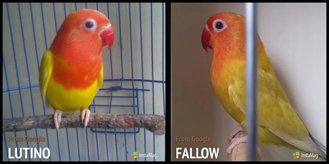 Perbedaan Lovebird Pale Fallow Dan Lutino Mata Merah Lovebird Lovers Indonesia