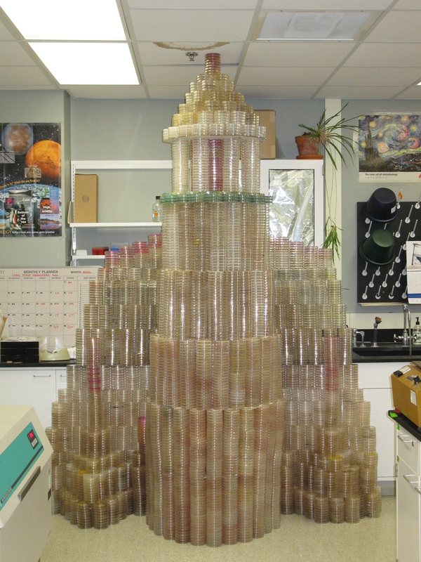 Medical Laboratory and Biomedical Science Petri Dish Cristmas Tree