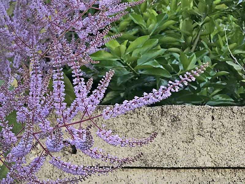 Real World Gardener Brazilian Sky Flower Is Plant Of The Week