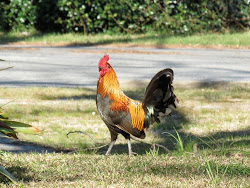 fitzgerald ga liz chickens wild thistle spent afternoon watching mom