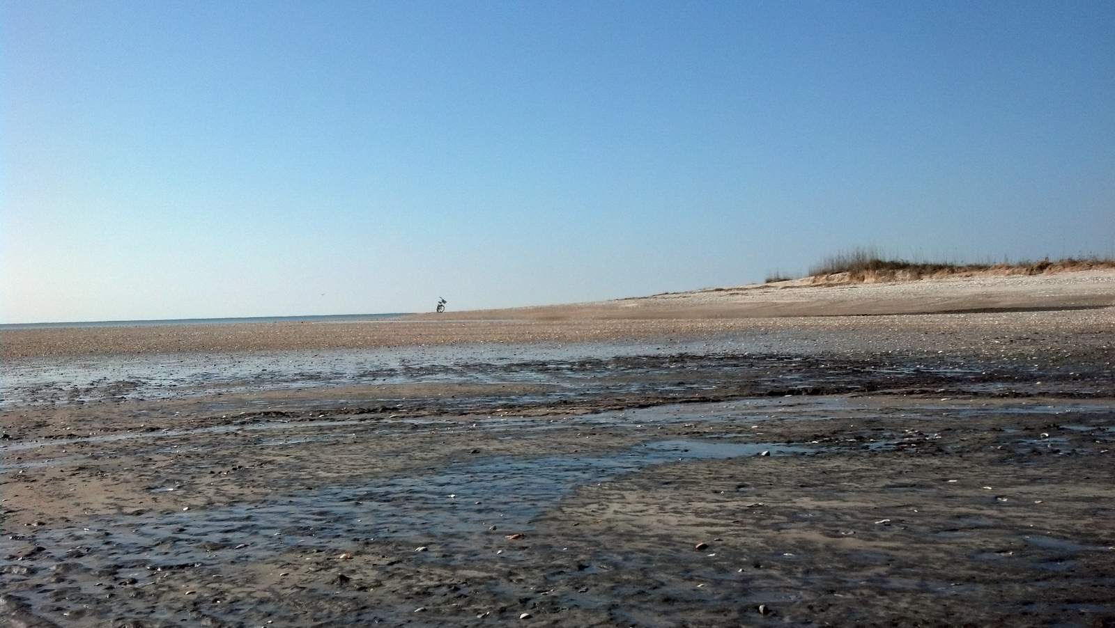 Square Bottom Adventures Edisto Beach Fossils Looking South At Low Tide From Jeremy Inslet
