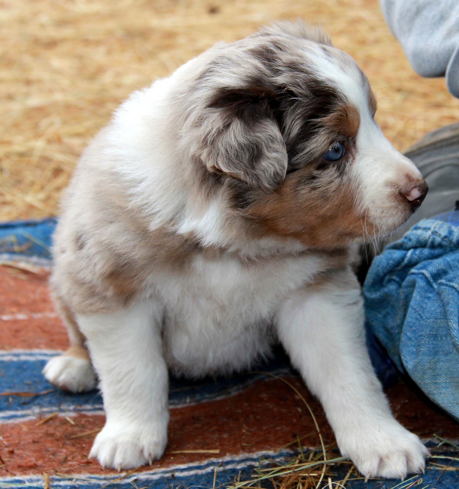 Aussie Puppies For Sale March 30, 2013 Red Merle Males (2 of them)