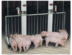 Peluang Bisnis Ternak Babi Yang Menguntungkan Artikelagribisnis