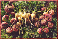 MACA (Lepidium meyenii)