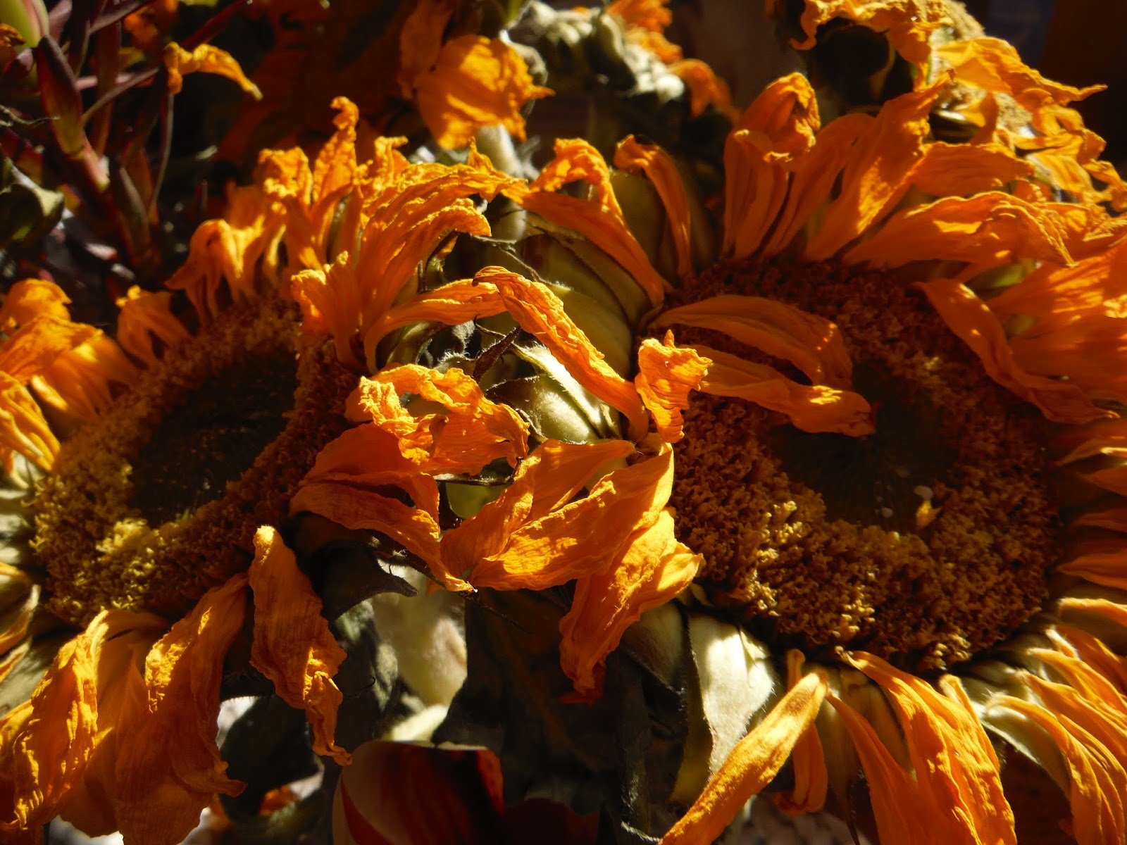 Life With Luci & Loree Dead Sunflowers