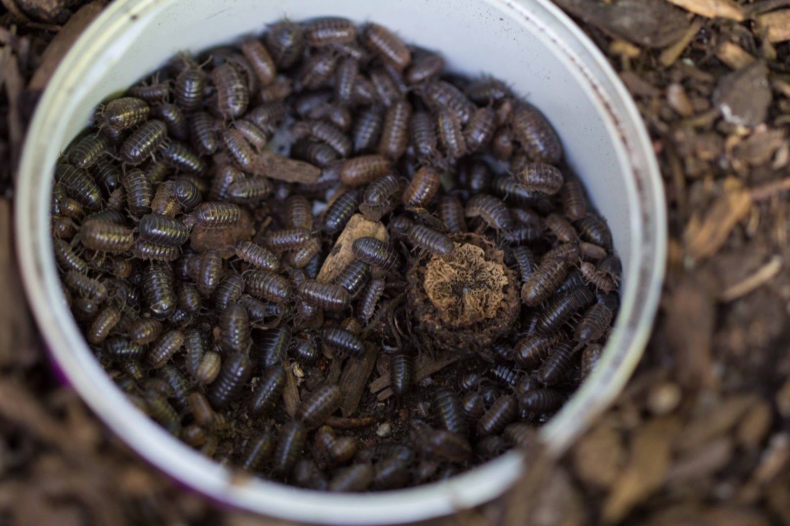 Land Lobsters In Your Garden?