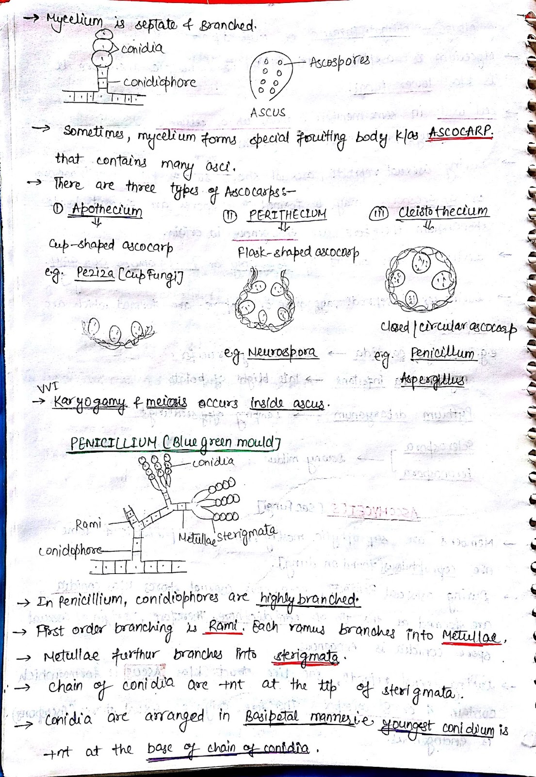 Physics Bytes Kingdom Fungi notes (biology)