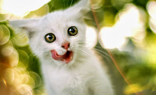 Download Wallpaper Kucing Lucu, Imut dan Menggemaskan