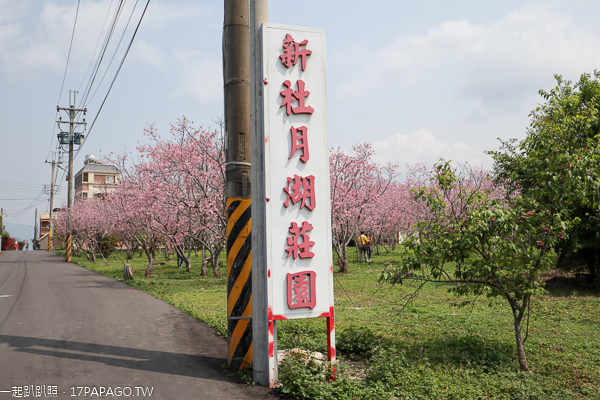 台中新社月湖莊園賞櫻秘境，上百棵富士櫻盛開，免費參觀拍照