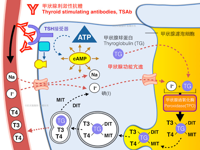 TSAb