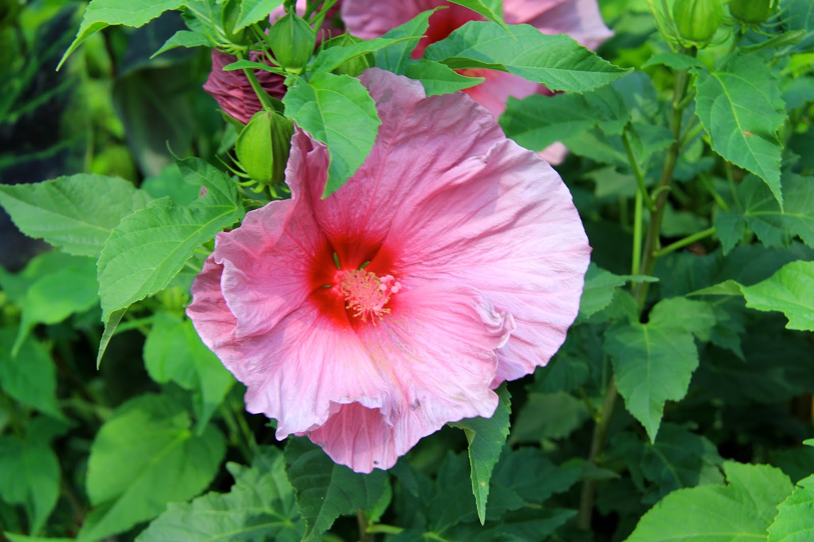 Tropical Gardening in New York City! You NEED Hardy