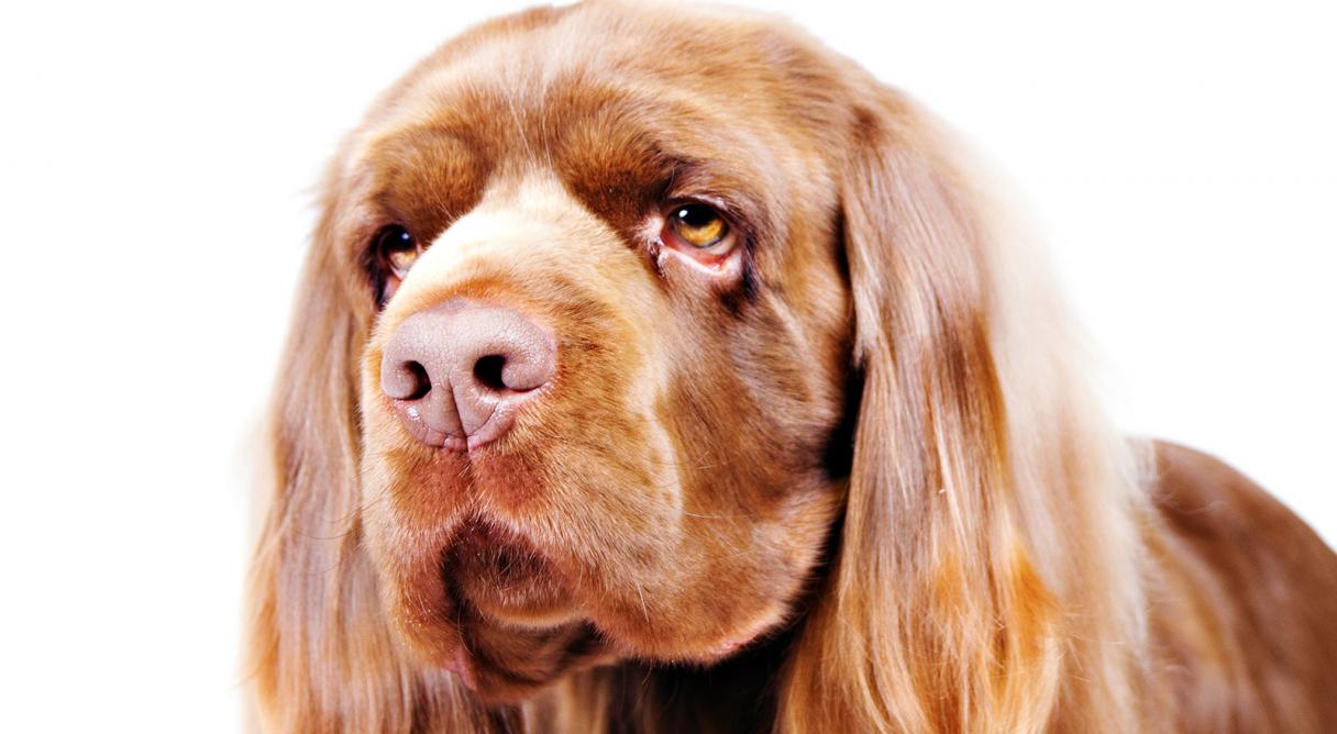 How to Identify a Sussex Spaniel images How to Identify a Sussex Spaniel picture