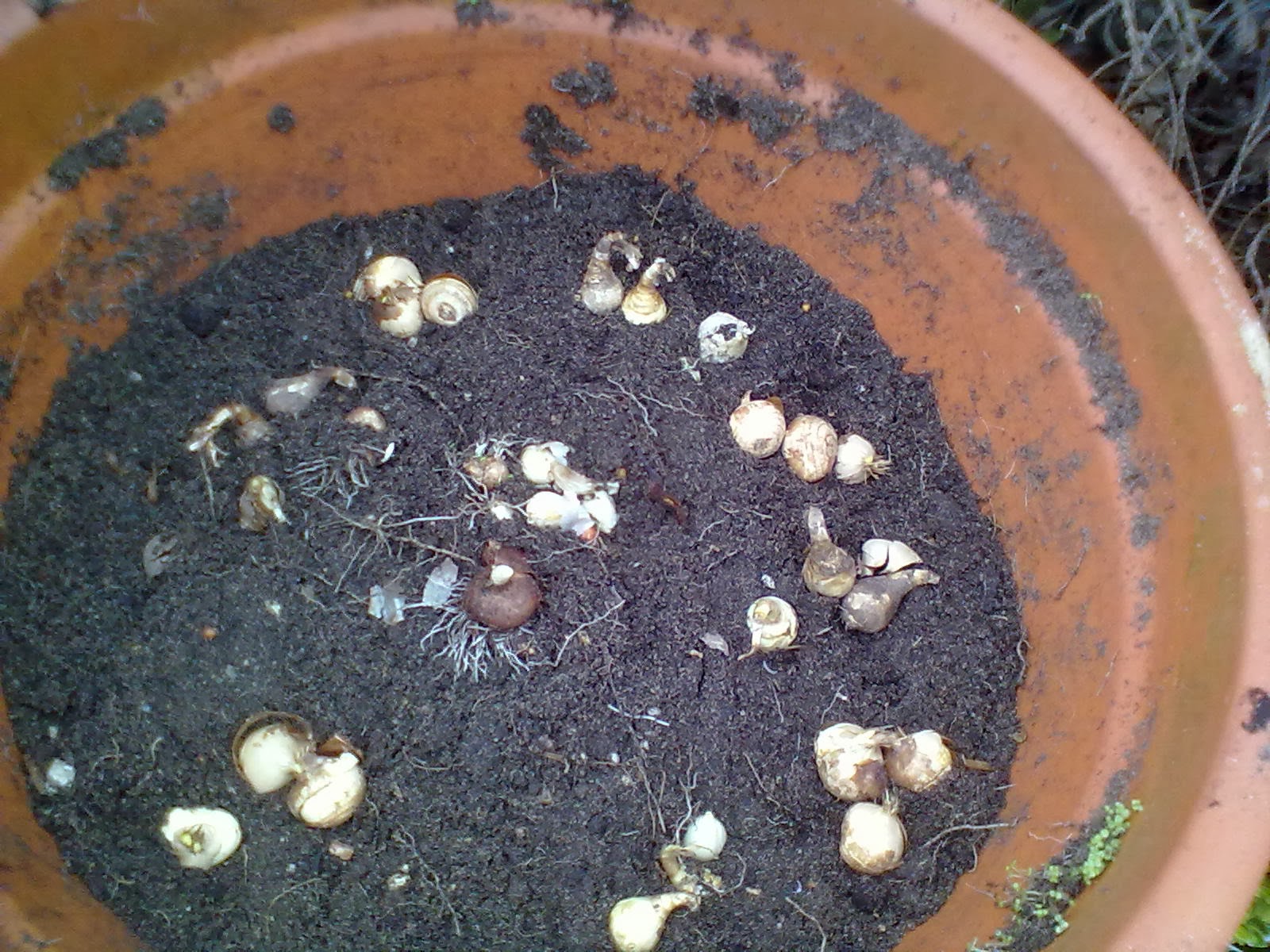 Rachel the Gardener Bulbs in Pots layering