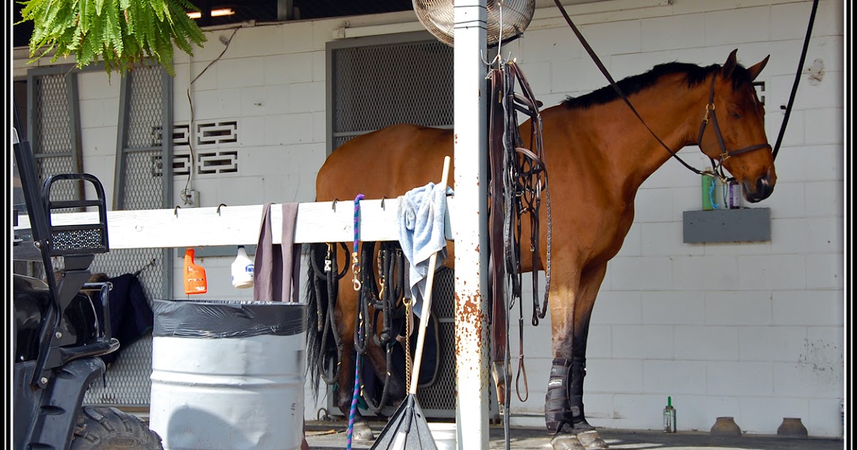 Ocala, Central Florida & Beyond Awaiting the Farrier