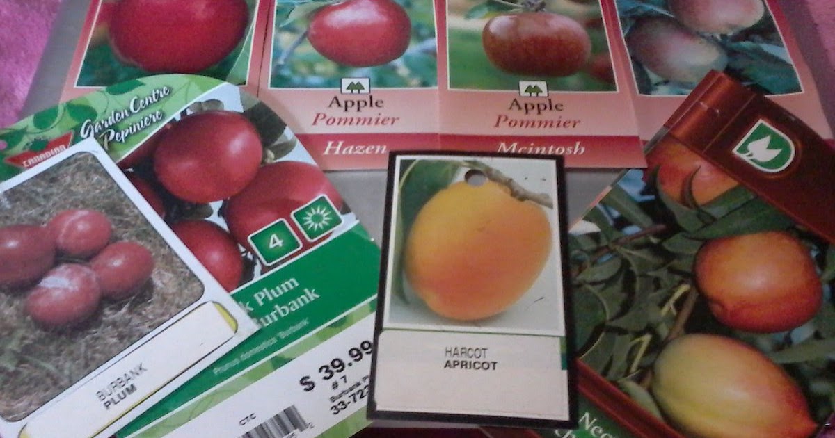 3 Trillion Trees starting a fruit tree collection