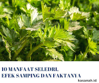 tanaman seledri efek samping mengonsumsi seledri