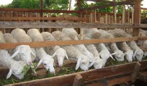 www.produknasaonline.com jual vitamin penggemuk kambing