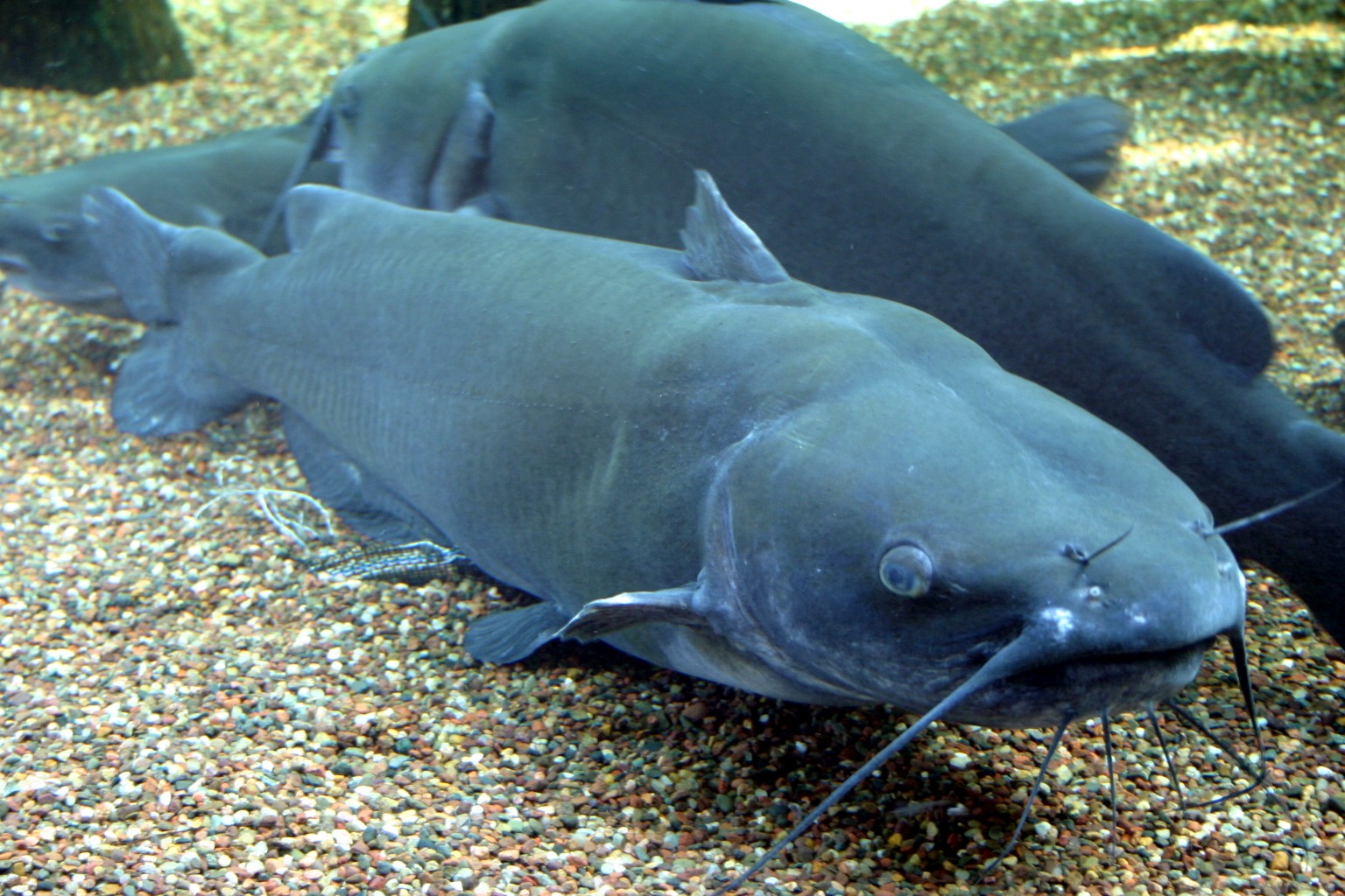 Catfish Fishes