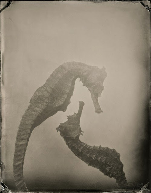 A Sea Horse | Photos by Chris Anthony / Man Ray / Jean Painlevé / Gjon Mili