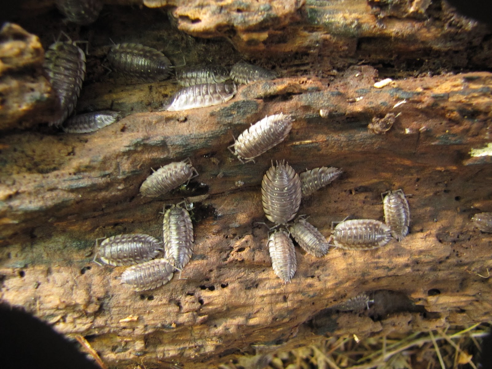 Wild Things Log rolling