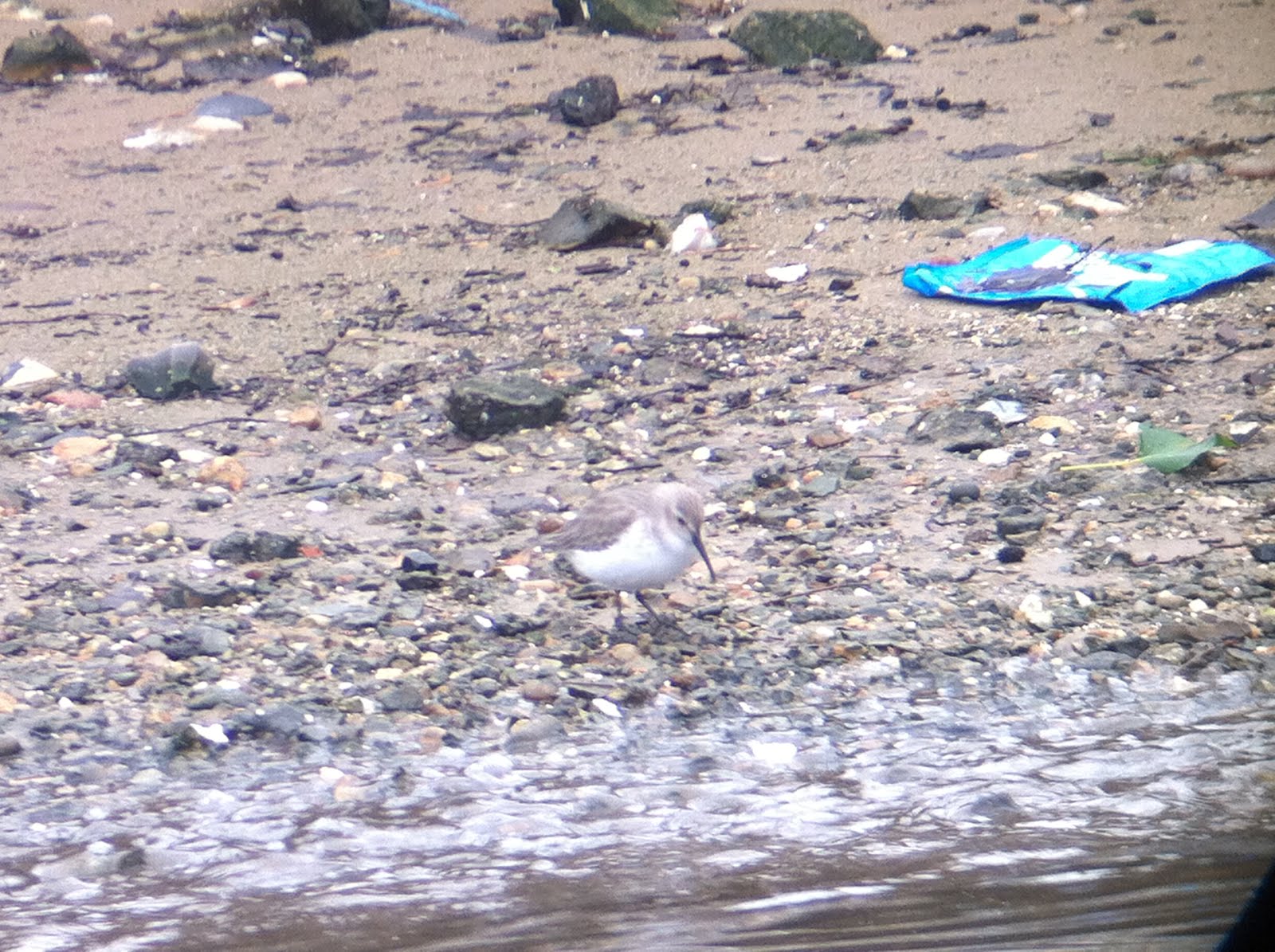 Dunlin @Thorpe