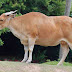 Banteng Jawa [Bos javanicus]