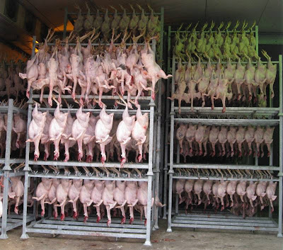 Hundreds of plucked turkeys hanging from their feet in racks