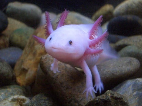 mexican-walking-fish.jpg