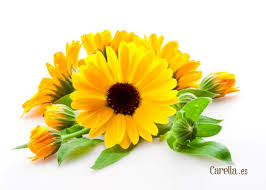 Sirve las desinflamar hemorroides para la calendula