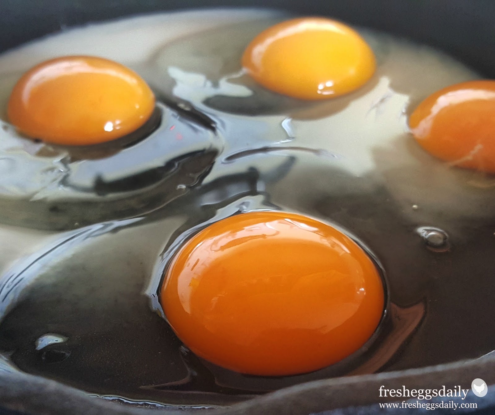 Are Fresh Eggs Really Better? Fresh Eggs Daily® with Lisa Steele